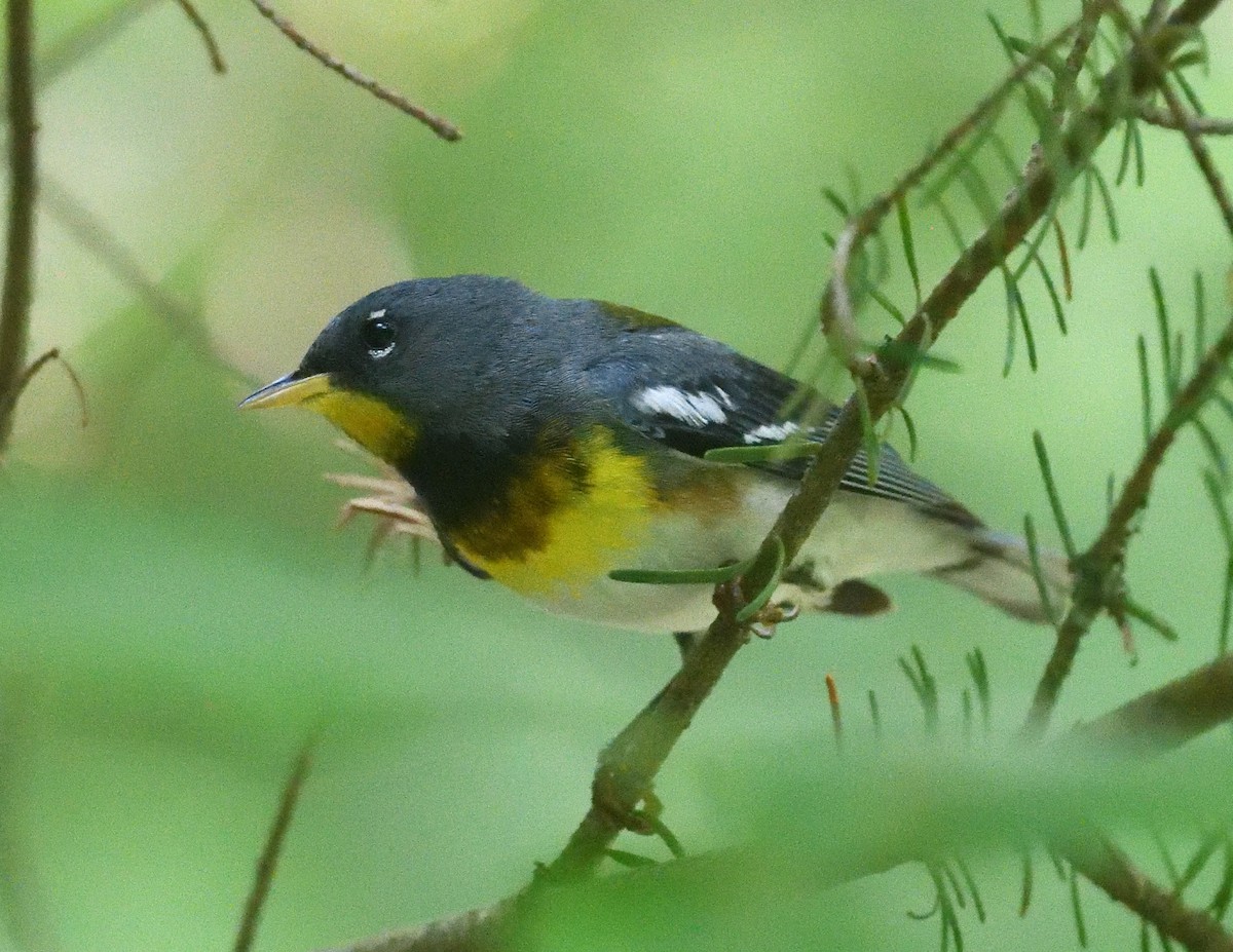 Northern Parula - ML638773442