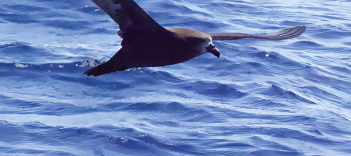 Gray-faced Petrel - ML638773454