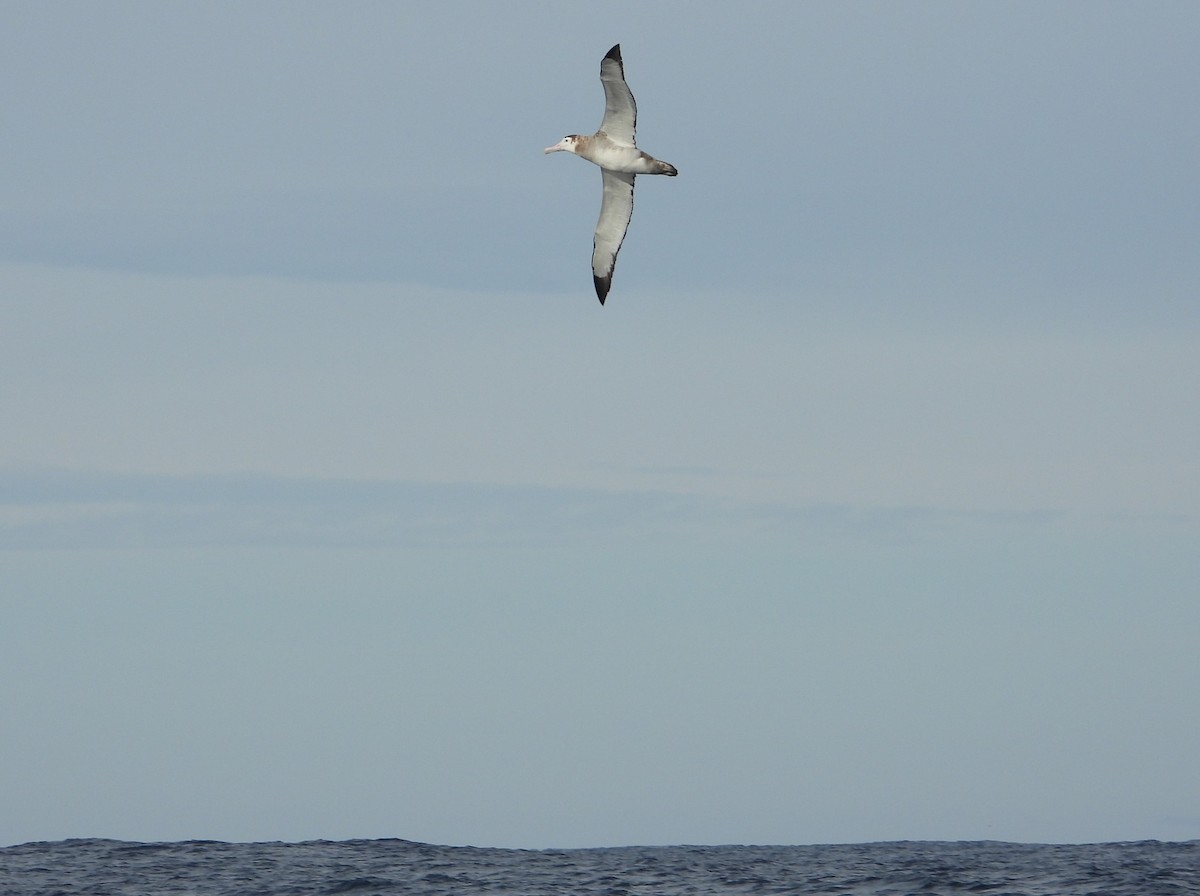 Antipodean Albatross (New Zealand) - ML638773456