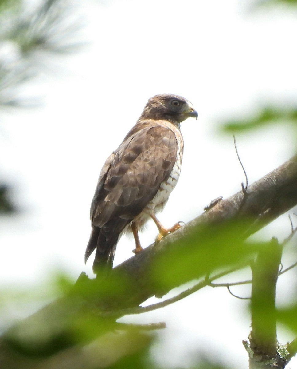 Broad-winged Hawk - ML638773486
