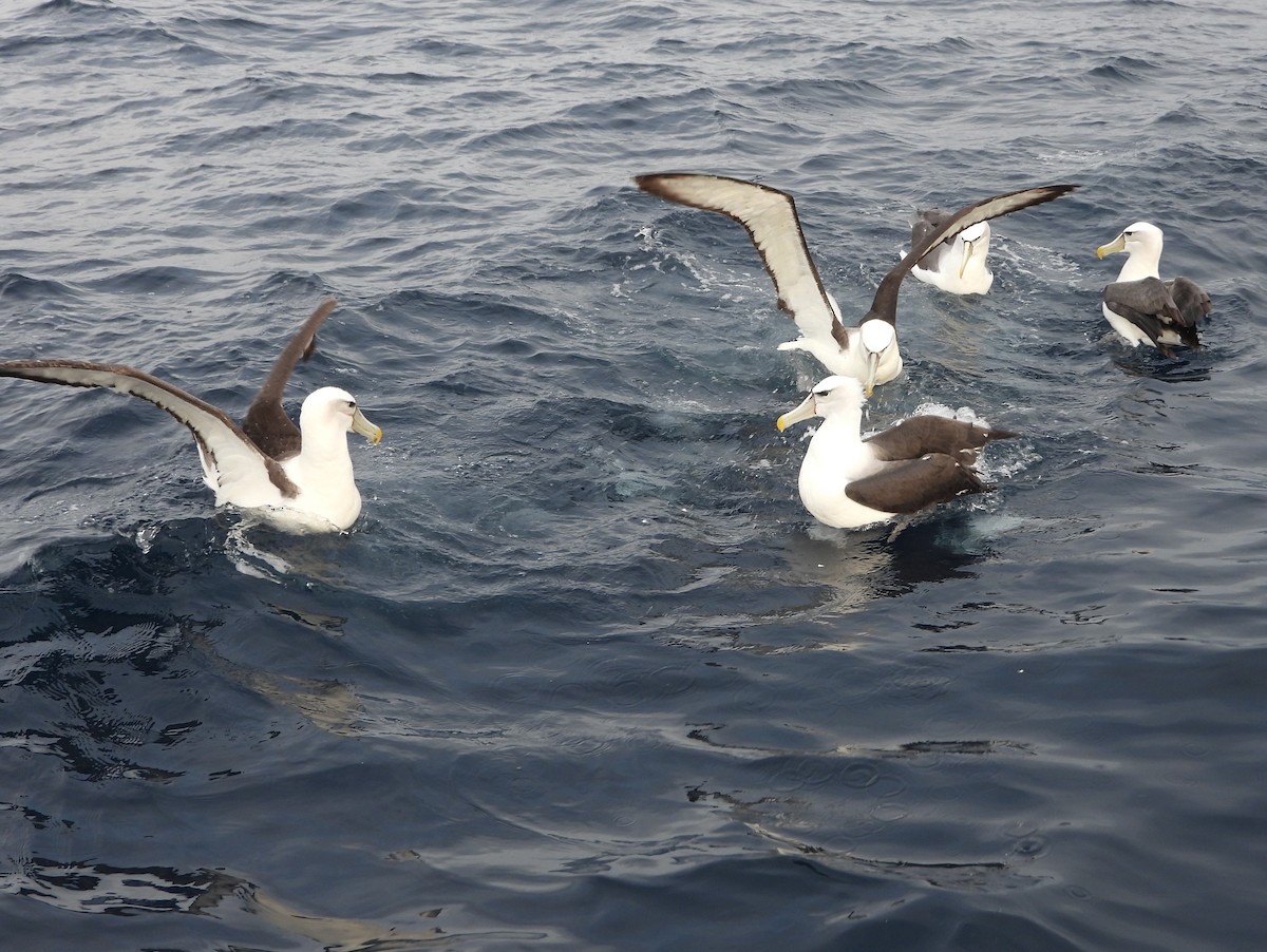 White-capped Albatross - ML638773526