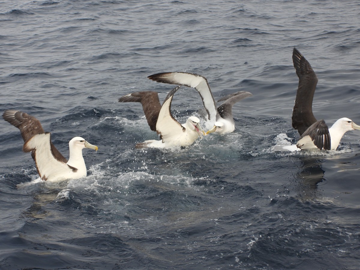 White-capped Albatross - ML638773527