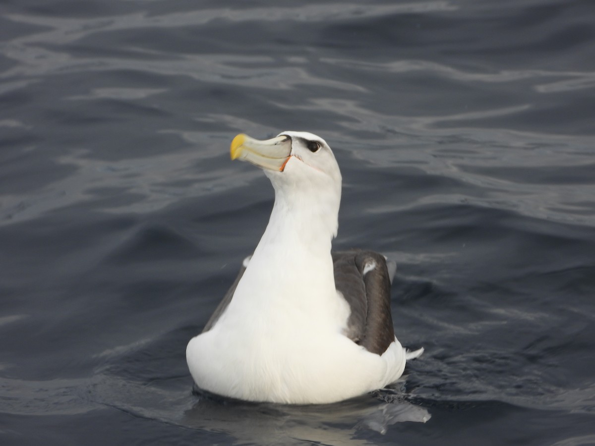 White-capped Albatross - ML638773529