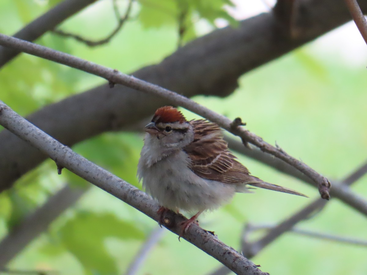 Chipping Sparrow - ML638773530