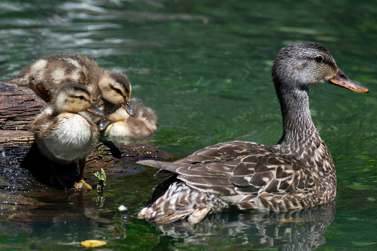 Gadwall - ML638773532