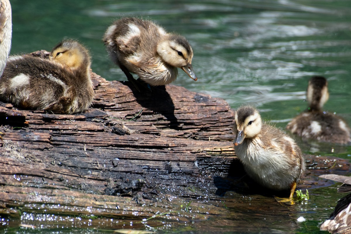 Gadwall - ML638773533