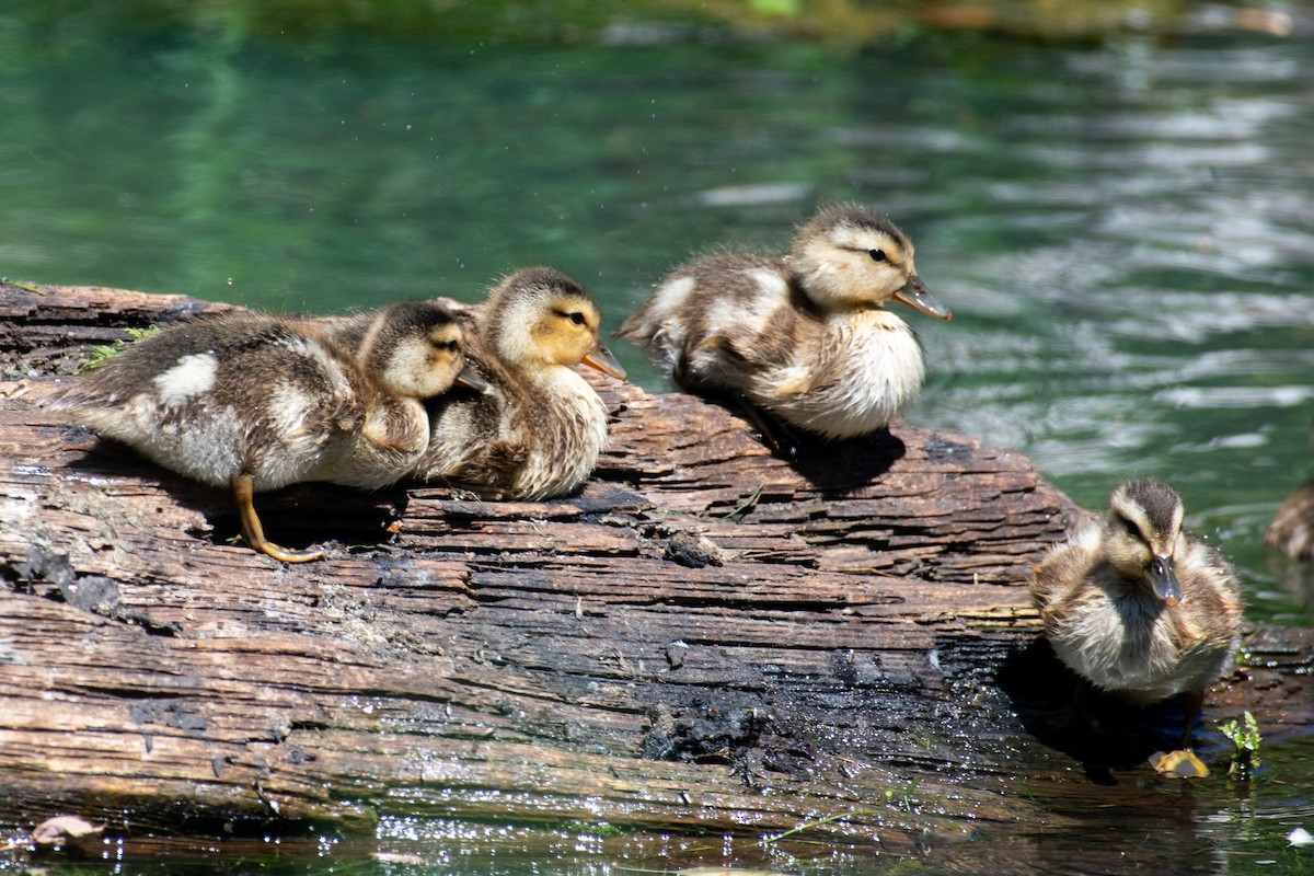 Gadwall - ML638773534