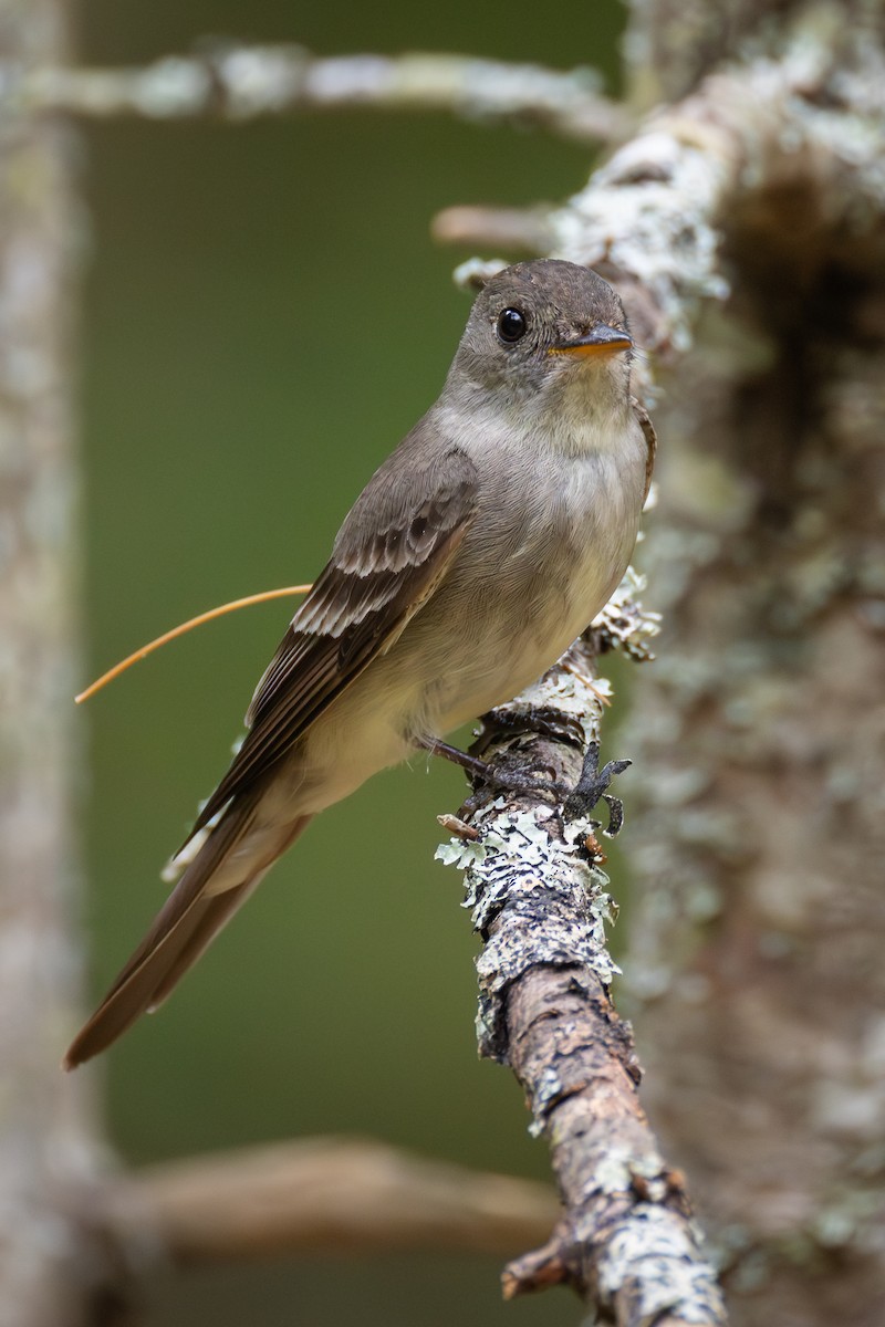 Eastern Wood-Pewee - ML638773536