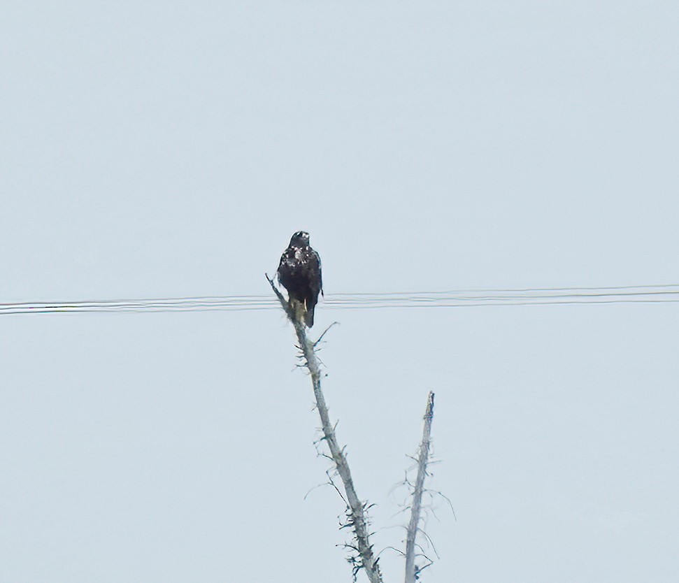 Red-tailed Hawk (Harlan's) - ML638773537