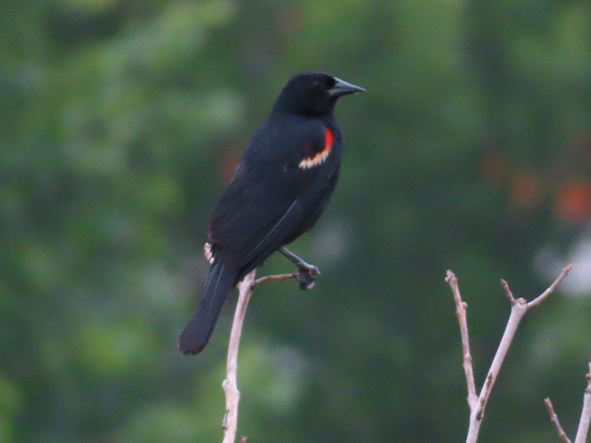 Red-winged Blackbird - ML638773539