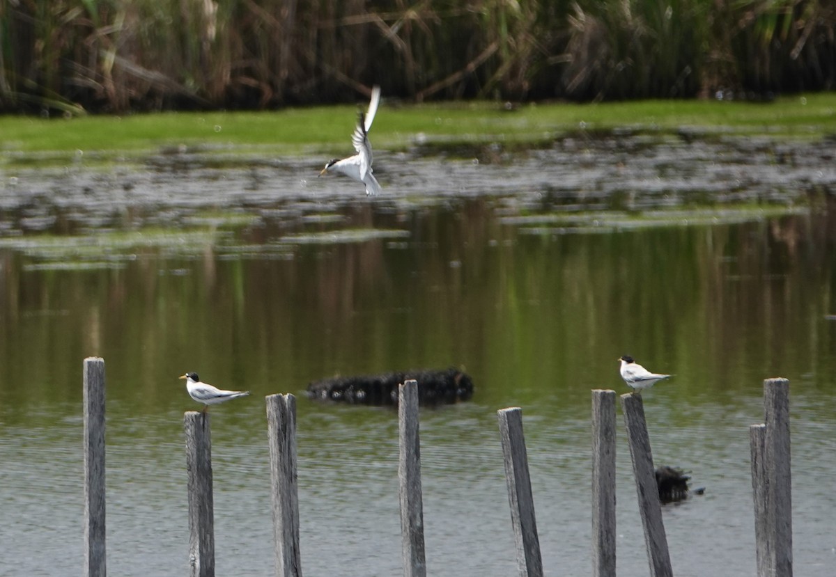 Least Tern - ML638773547