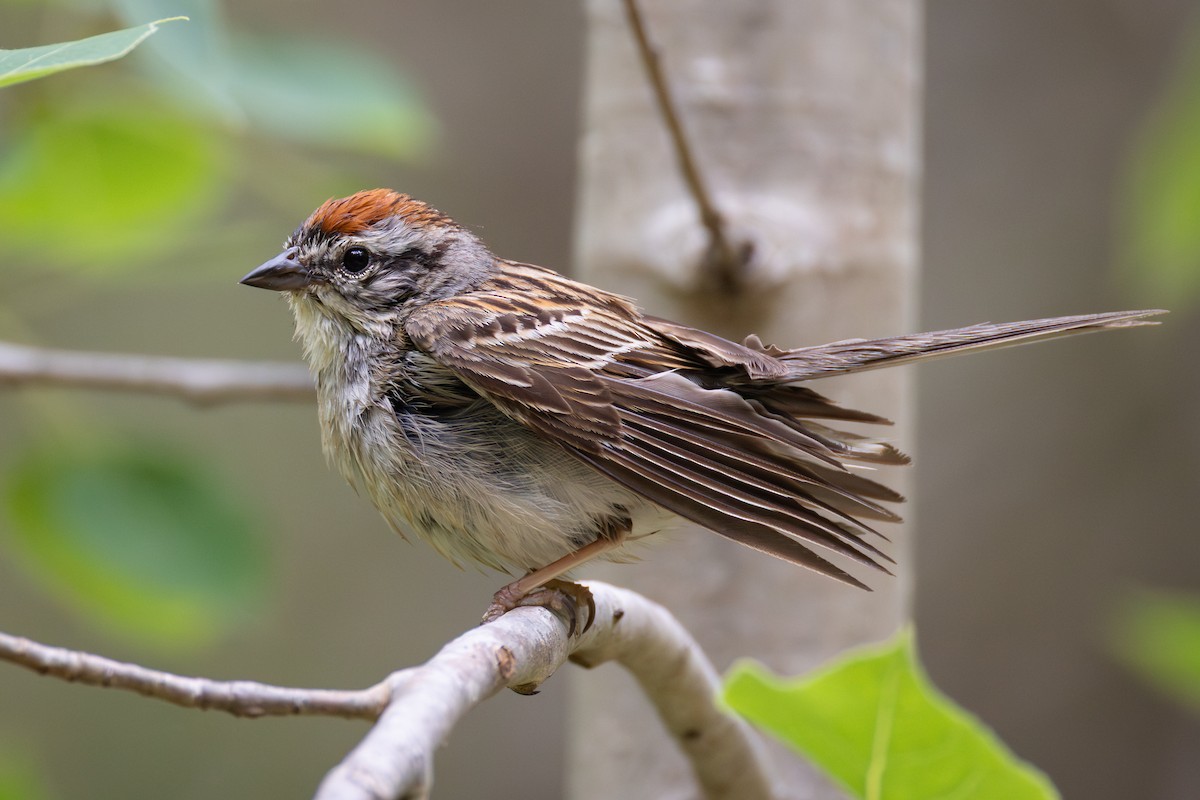 Chipping Sparrow - ML638773548