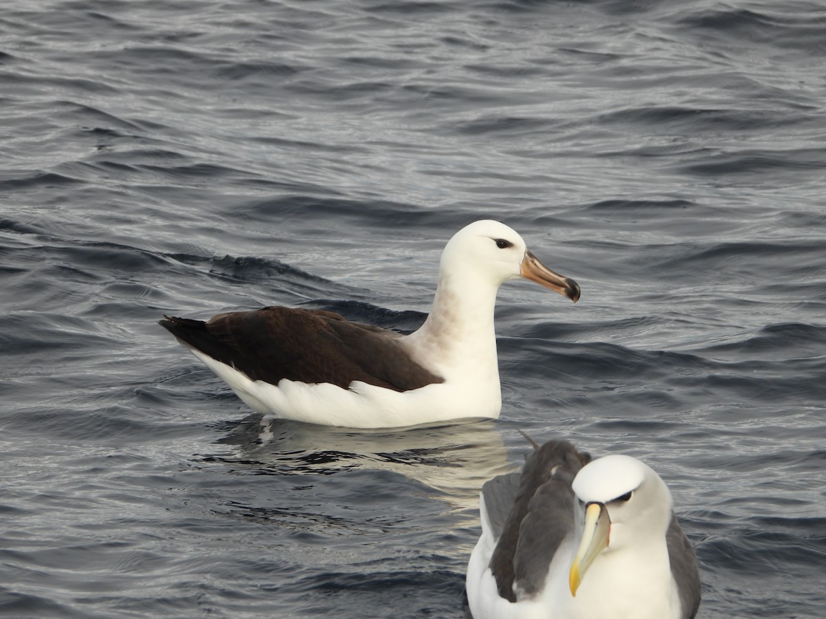 Black-browed Albatross - ML638773549