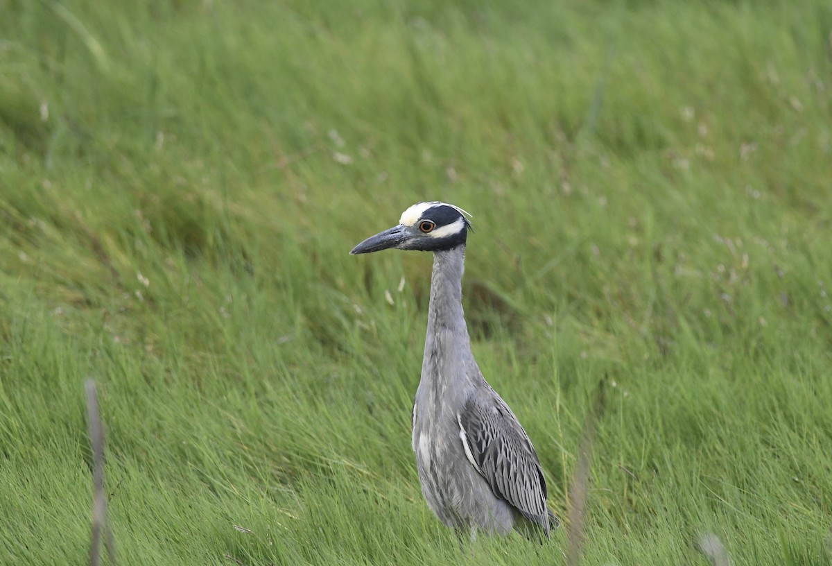 Yellow-crowned Night Heron - ML638773553