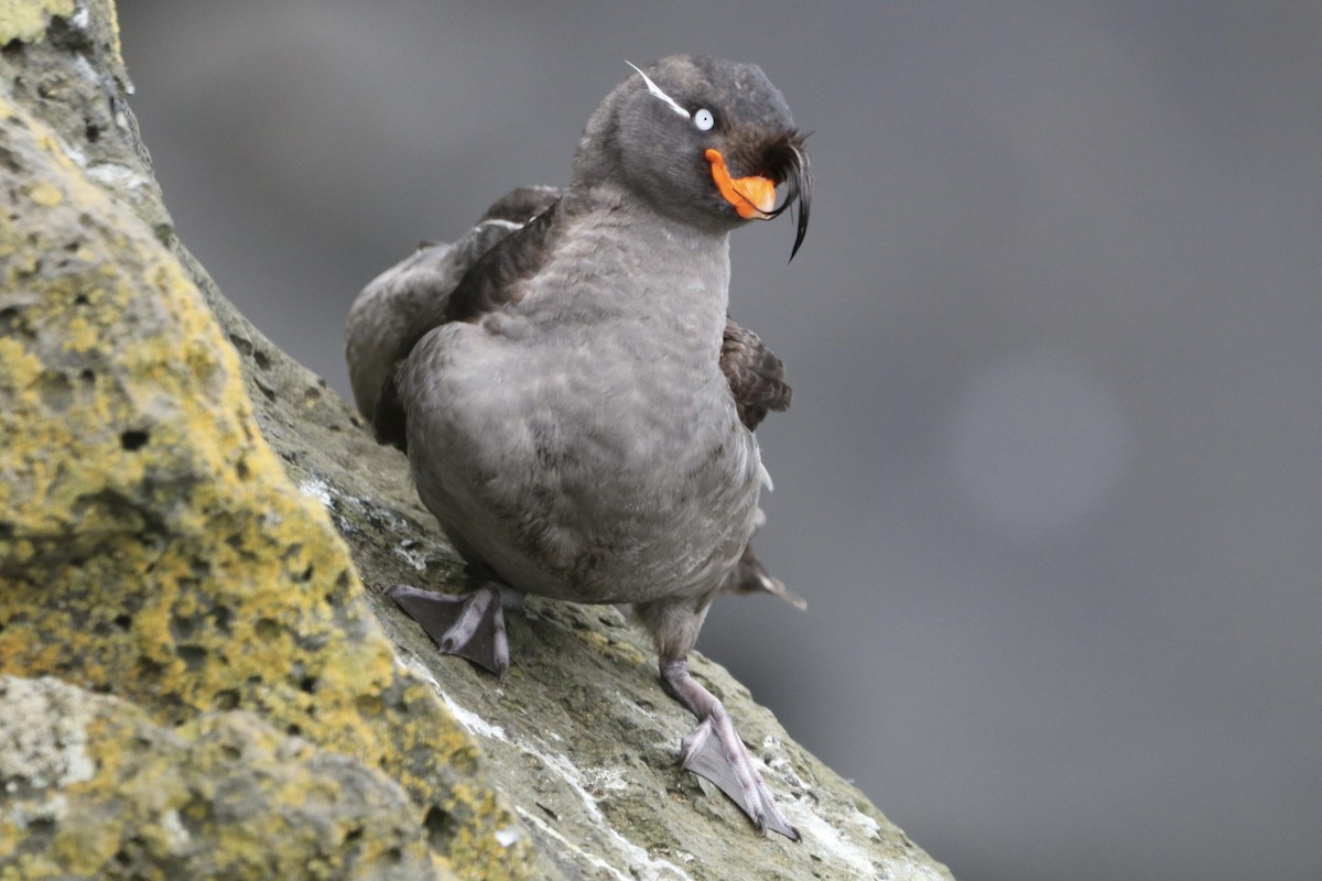 Crested Auklet - ML638773554