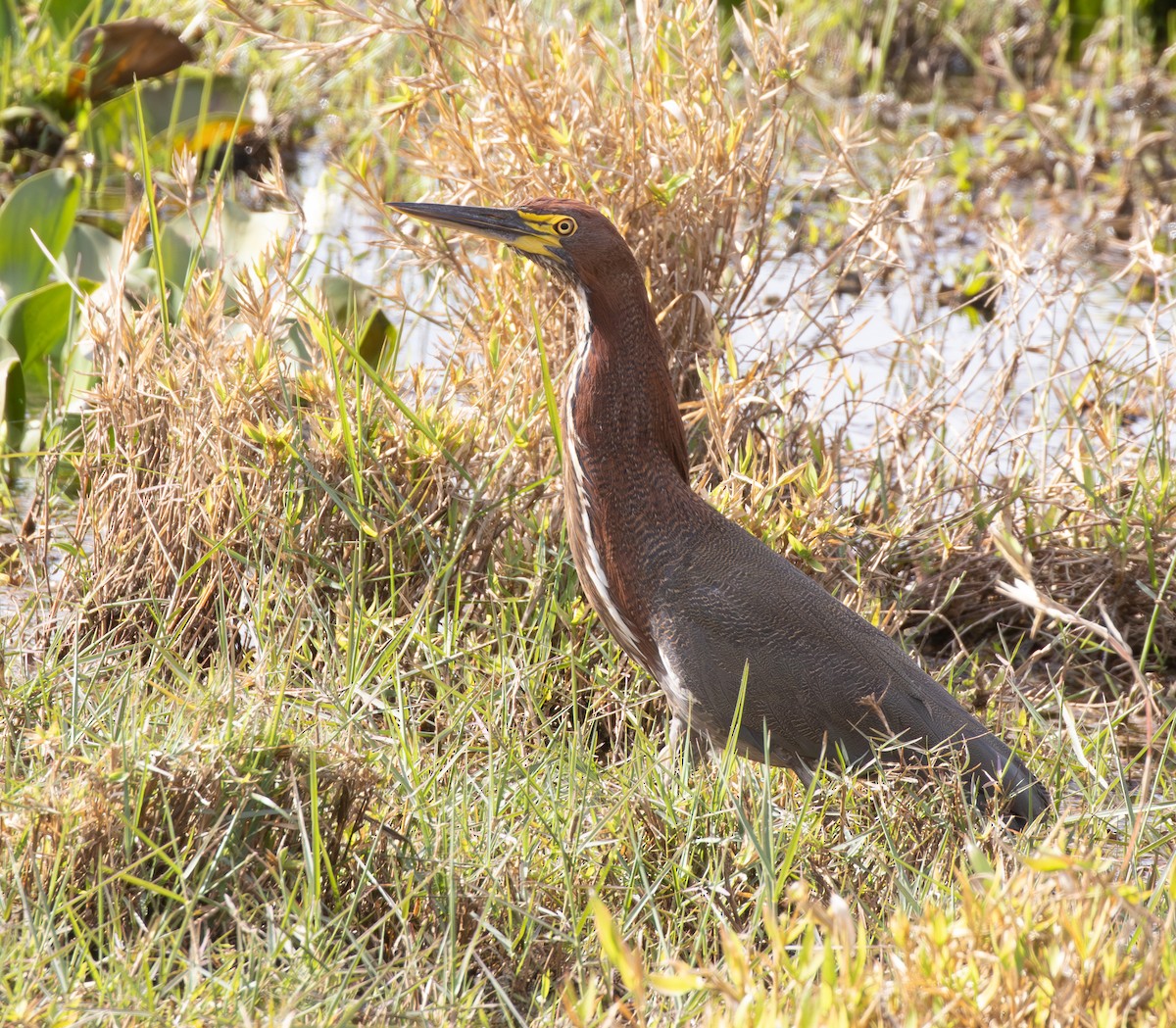 Rufescent Tiger-Heron - ML638773555