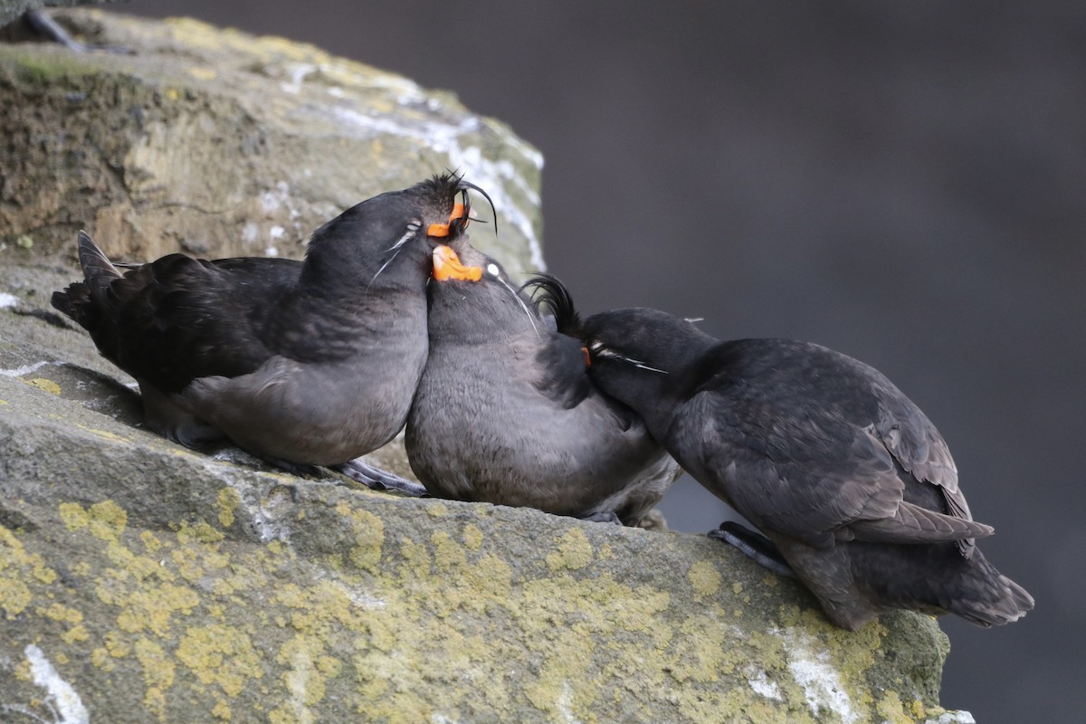 Crested Auklet - ML638773558