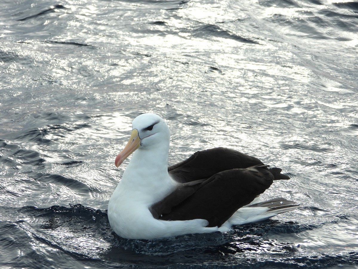 Black-browed Albatross (Black-browed) - ML638773559