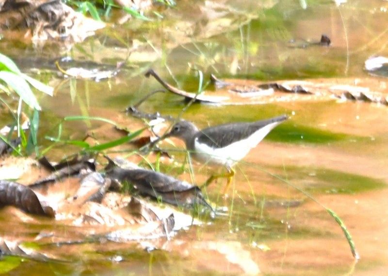 Spotted Sandpiper - ML638773564