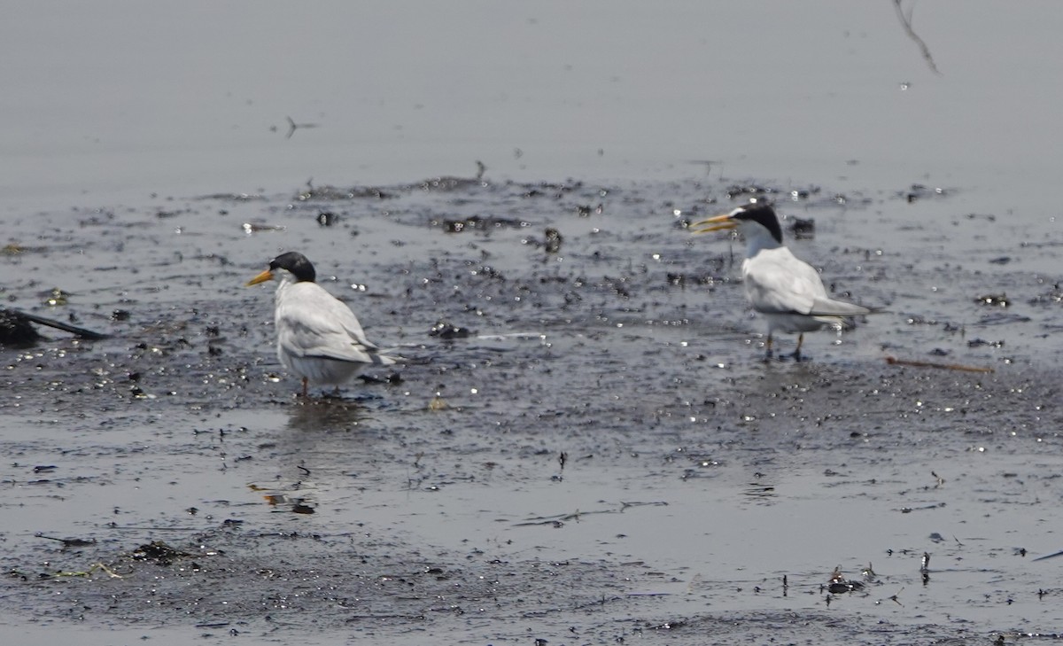 Least Tern - ML638773567