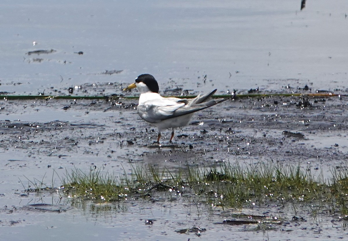 Least Tern - ML638773580