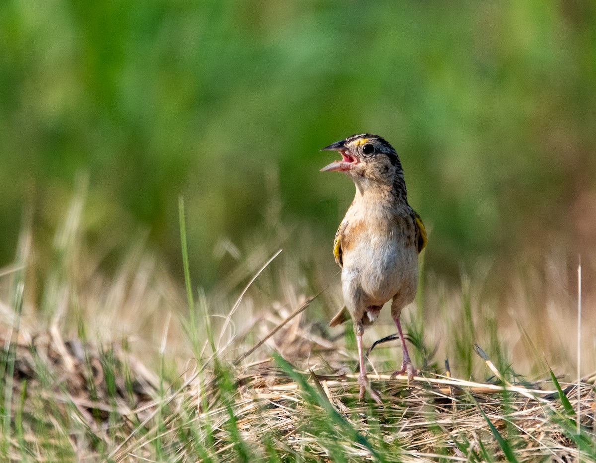 Grasshopper Sparrow - ML638773602