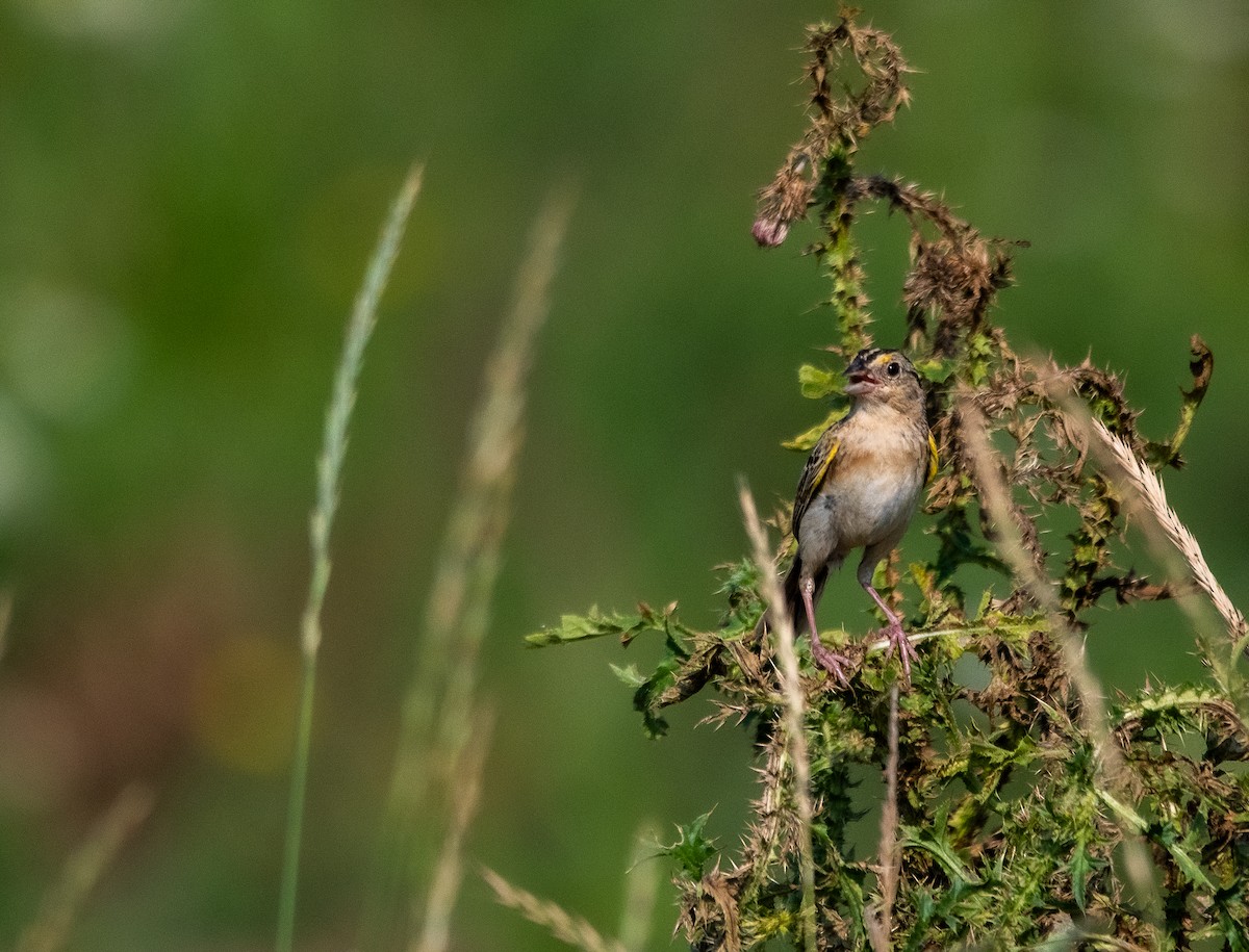 Grasshopper Sparrow - ML638773603