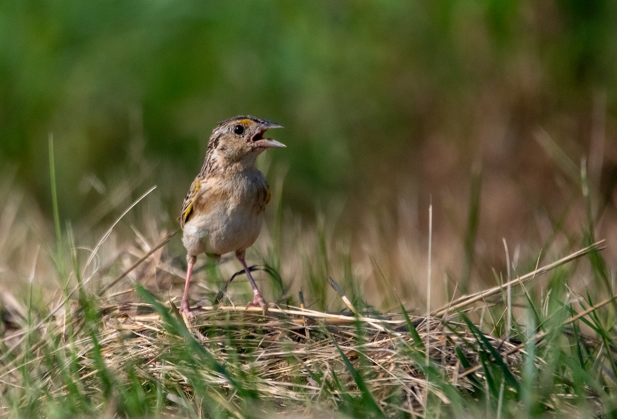Grasshopper Sparrow - ML638773604
