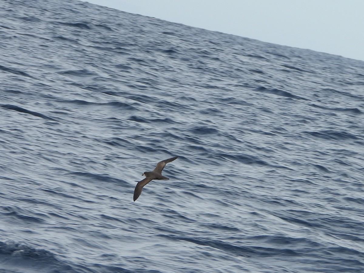 Gray-faced Petrel - ML638773606