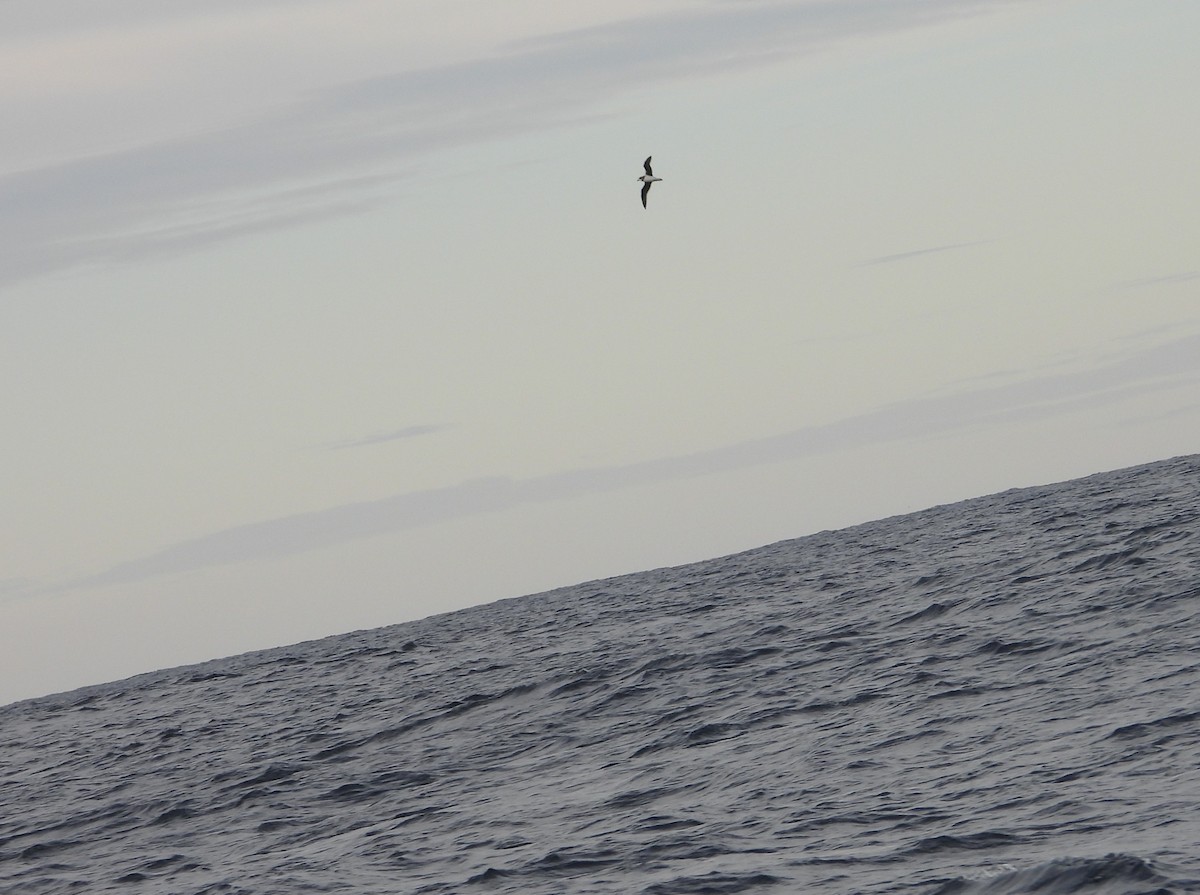 Soft-plumaged Petrel - ML638773616