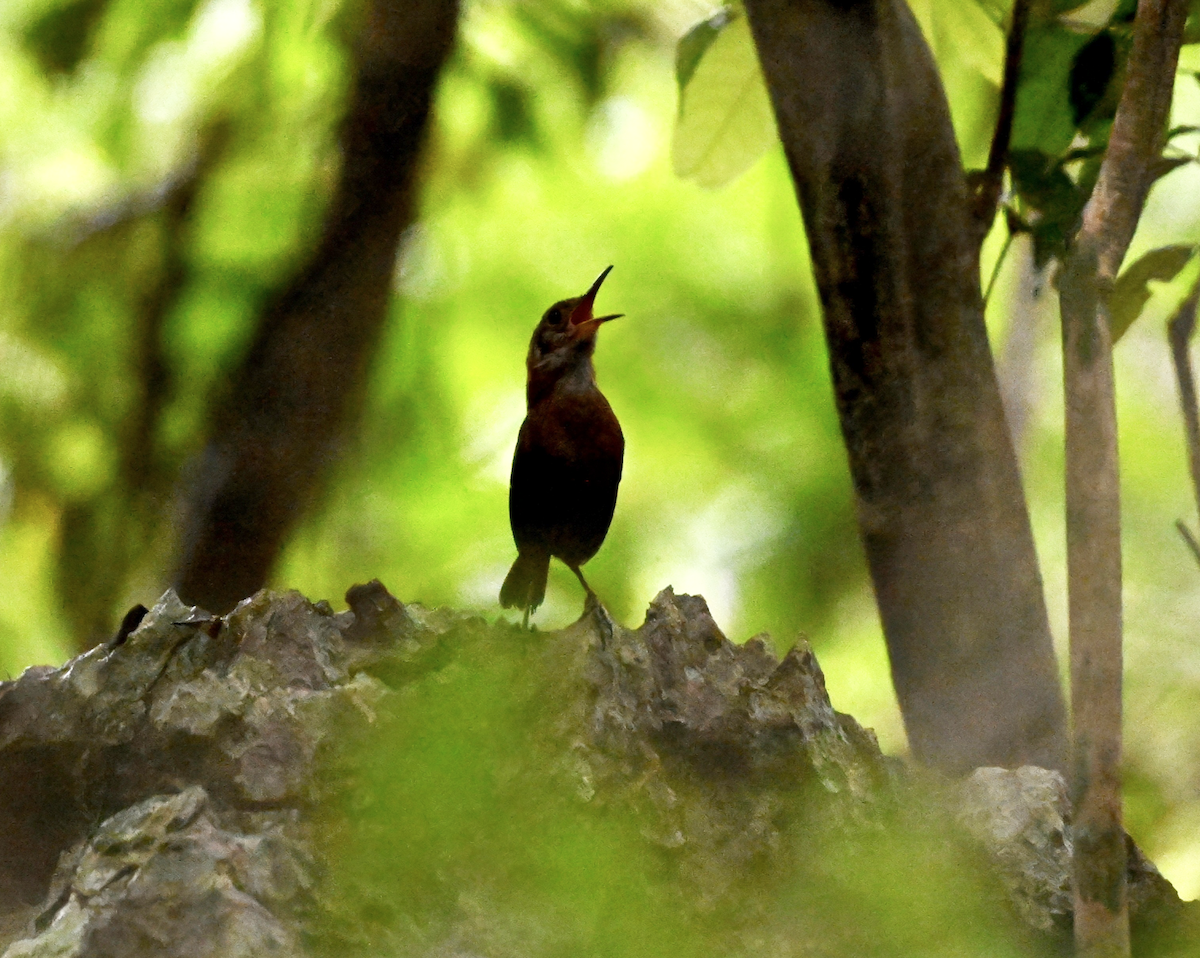 Sumichrast's Wren - ML638773620