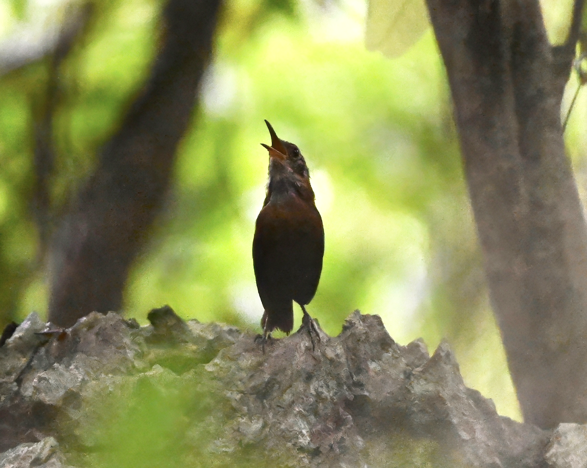 Sumichrast's Wren - ML638773621
