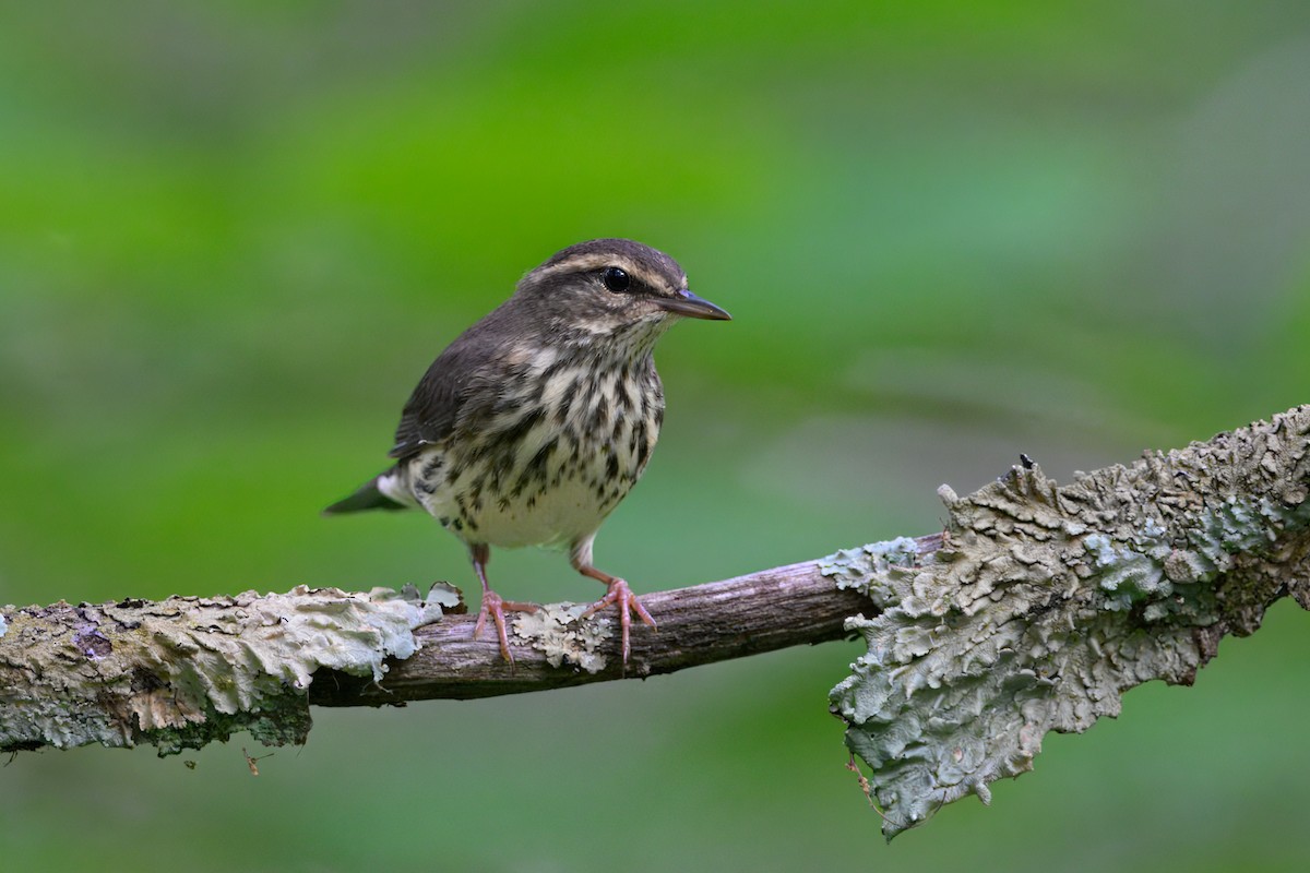 Northern Waterthrush - ML638773628