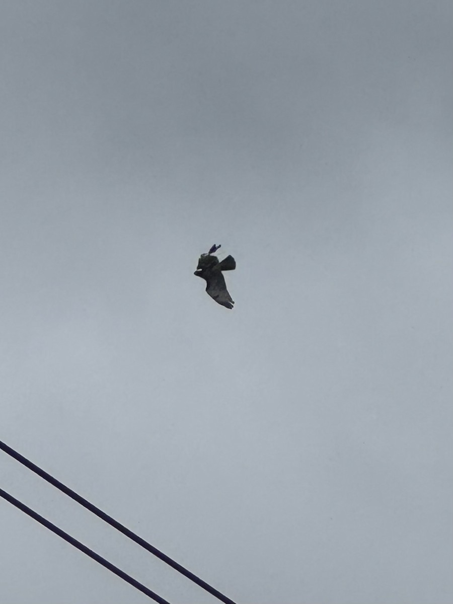 káně rudochvostá - ML638773631