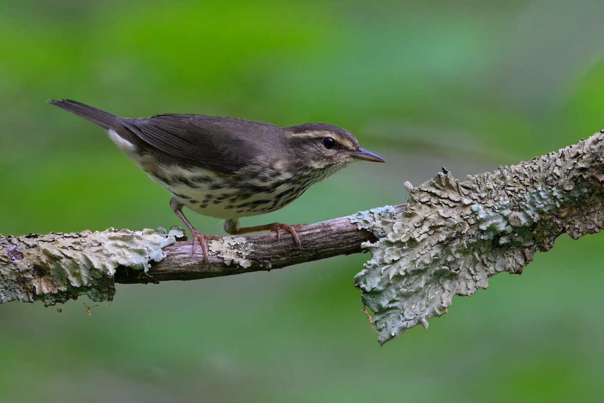 Northern Waterthrush - ML638773634