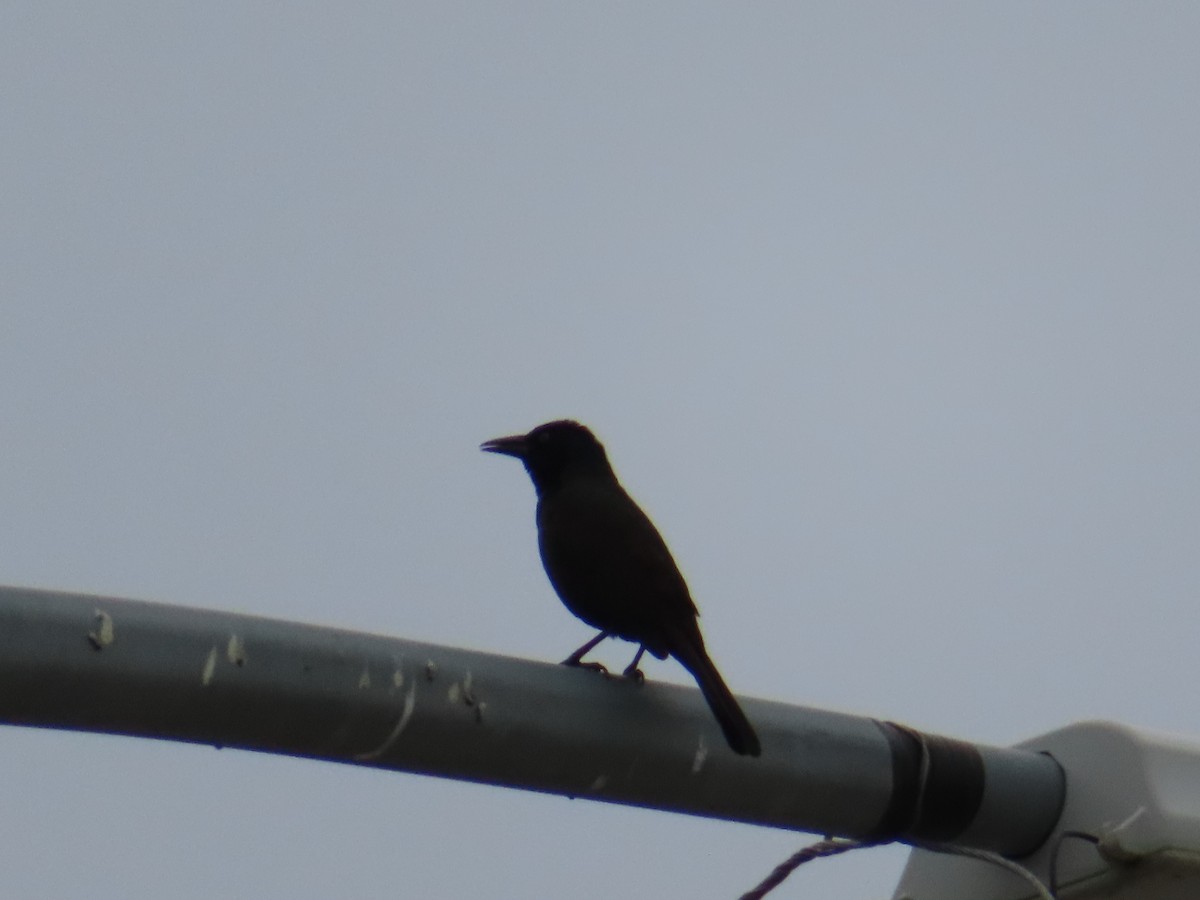 Common Grackle - ML638773648