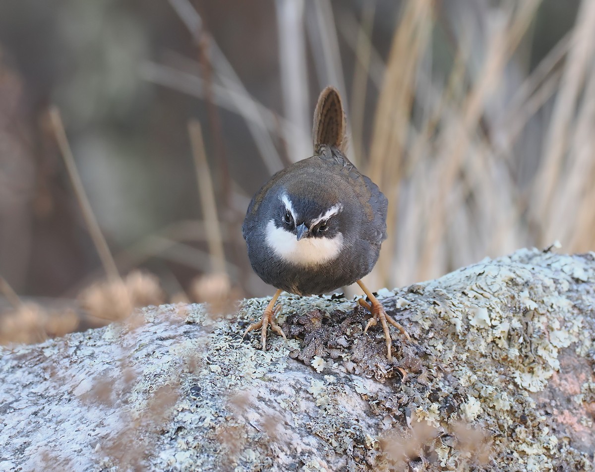 White-browed Tapaculo - ML638773675