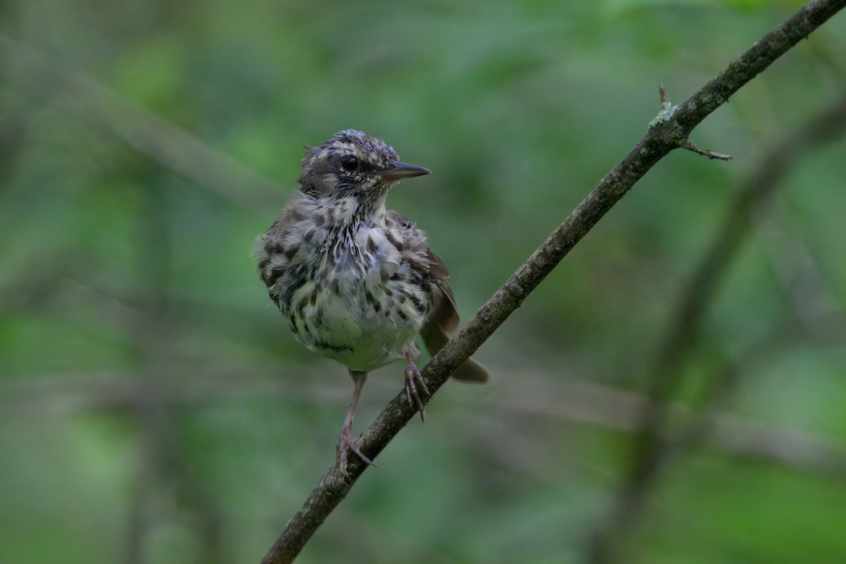 Northern Waterthrush - ML638773683