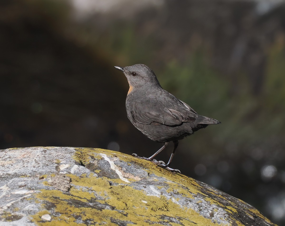 Rufous-throated Dipper - ML638773687