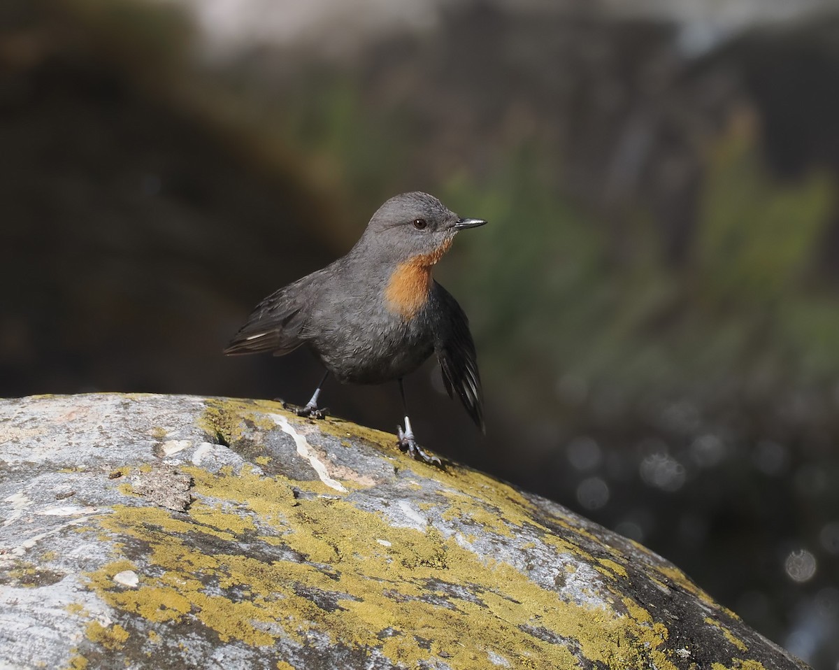 Rufous-throated Dipper - ML638773688