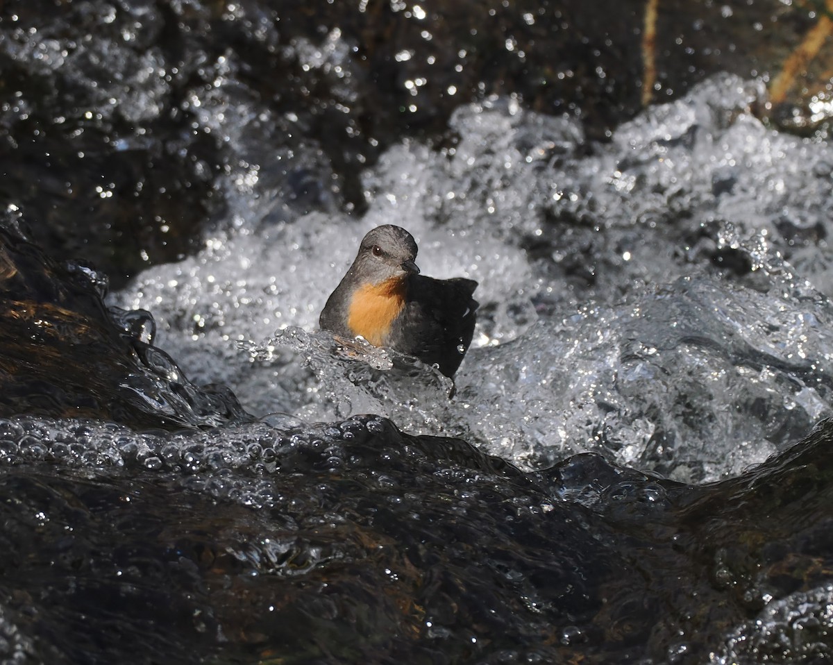Rufous-throated Dipper - ML638773689