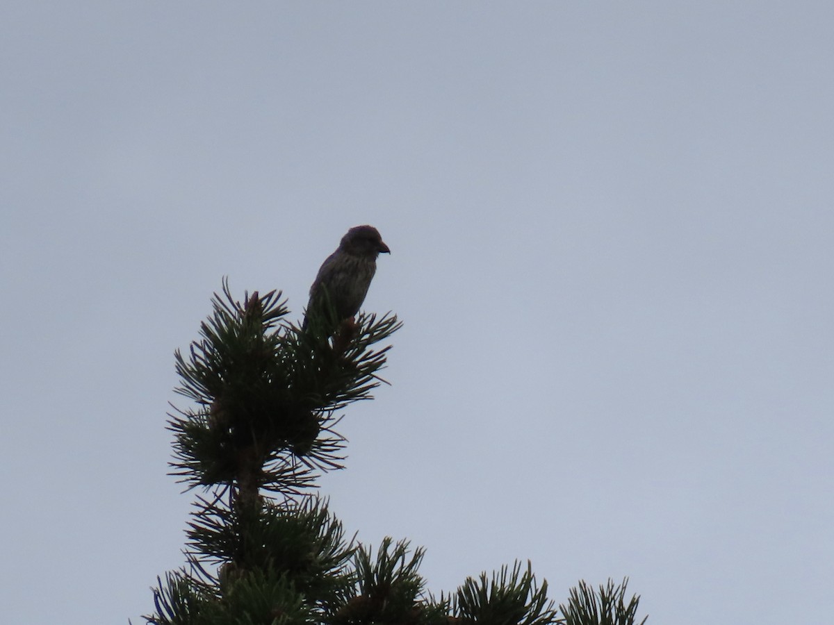 Cassia Crossbill - ML638773690