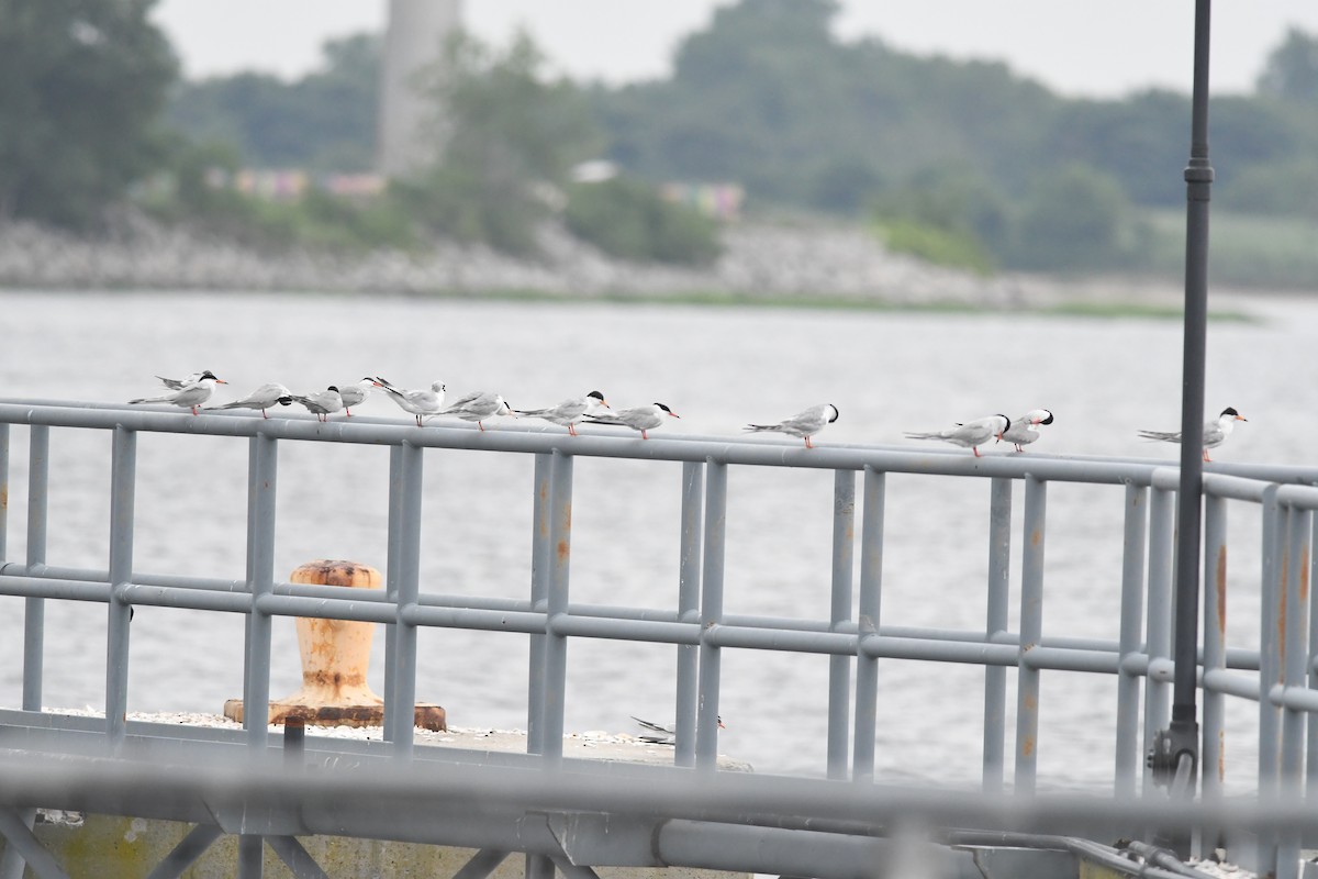 Forster's Tern - ML638773703