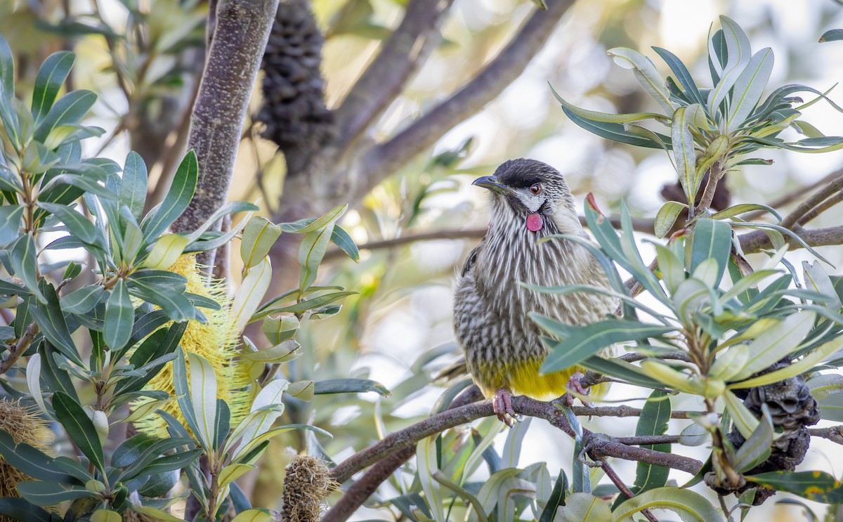 Red Wattlebird - ML638773725