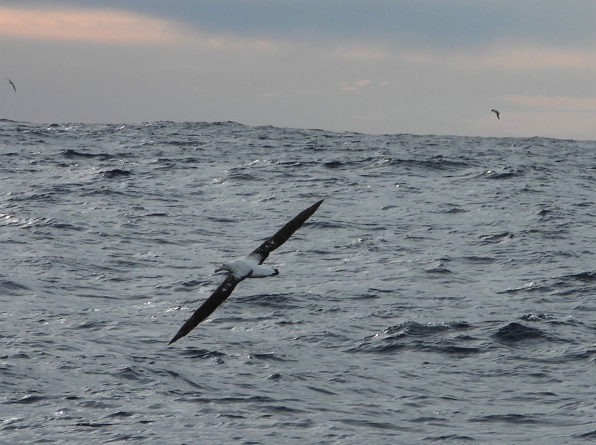 Antipodean Albatross (Gibson's) - ML638773755