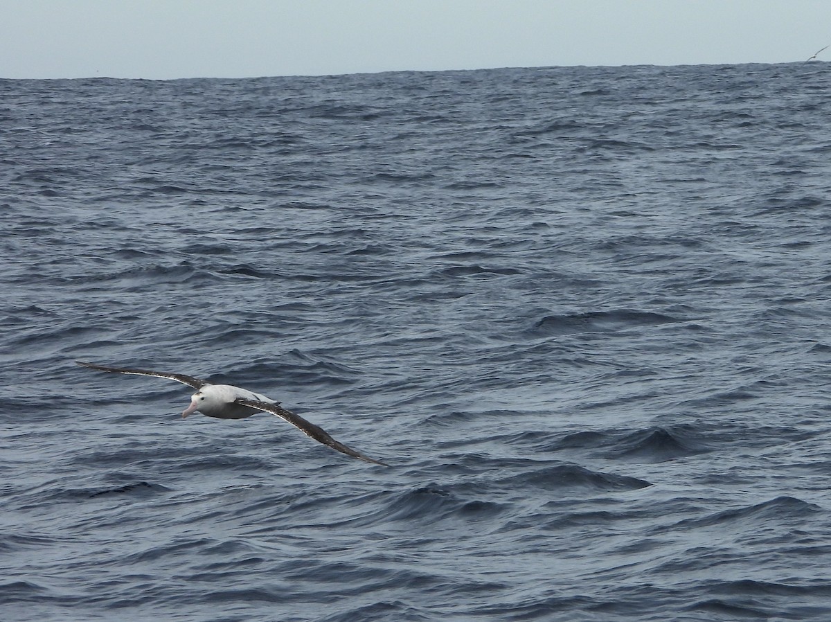 Antipodean Albatross (Gibson's) - ML638773756