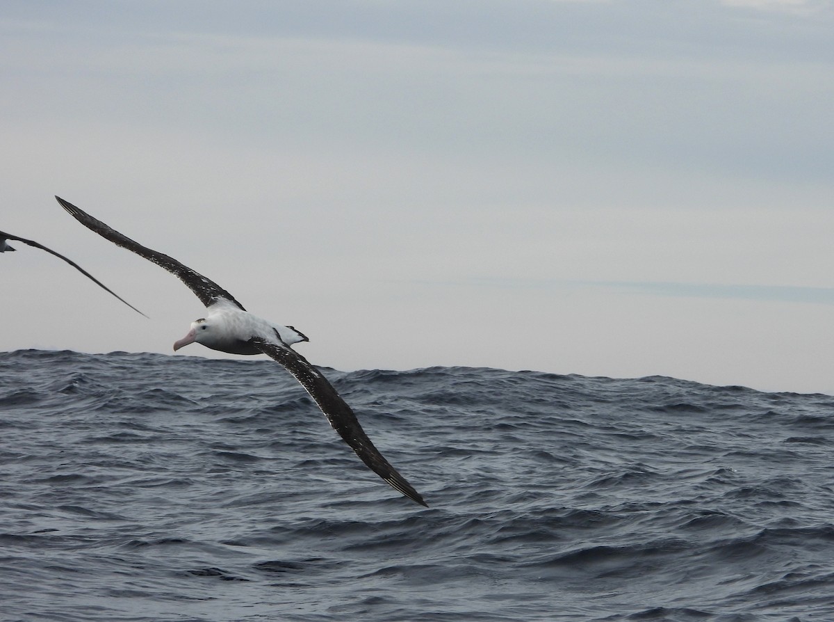 Antipodean Albatross (Gibson's) - ML638773757