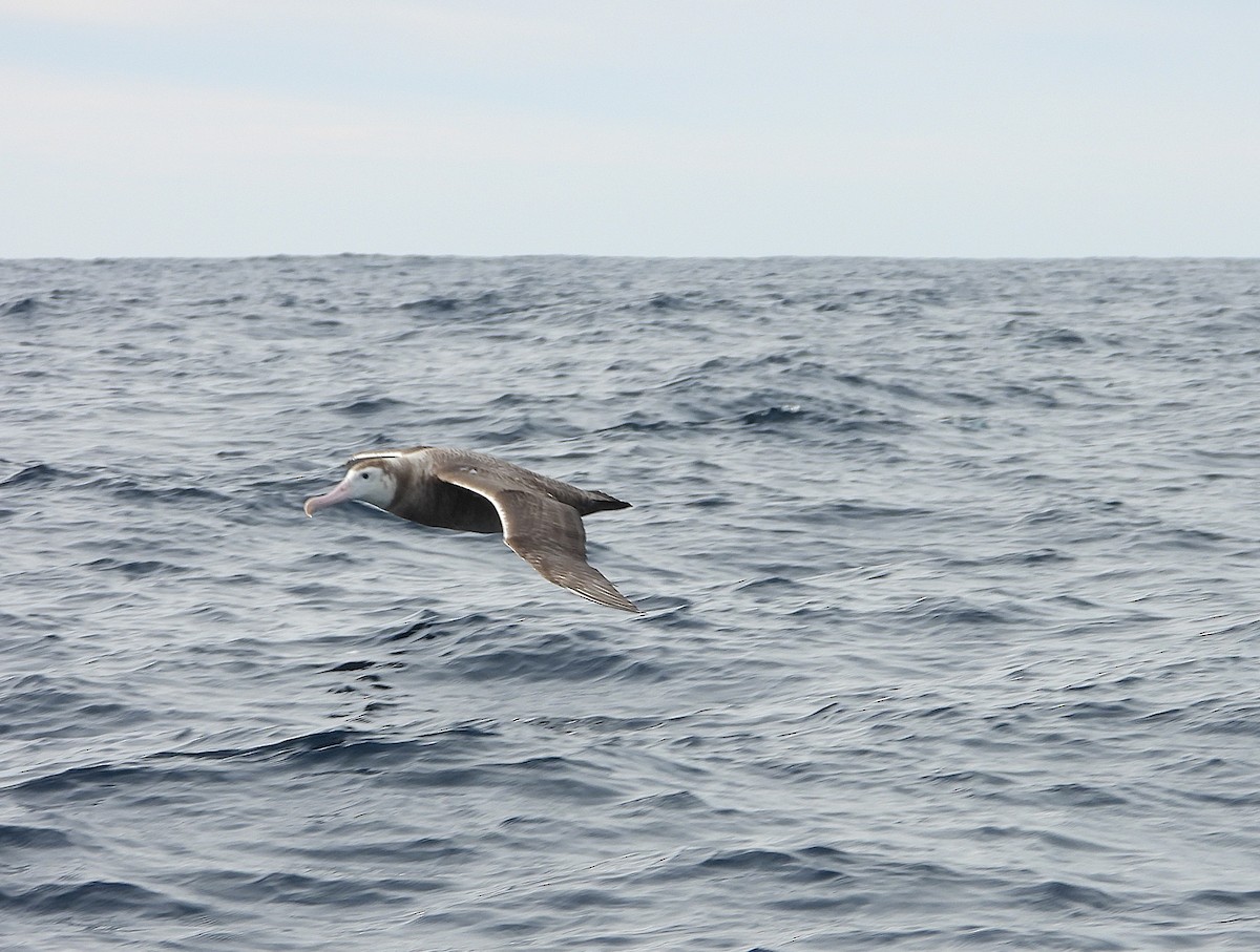Antipodean Albatross (Gibson's) - ML638773758