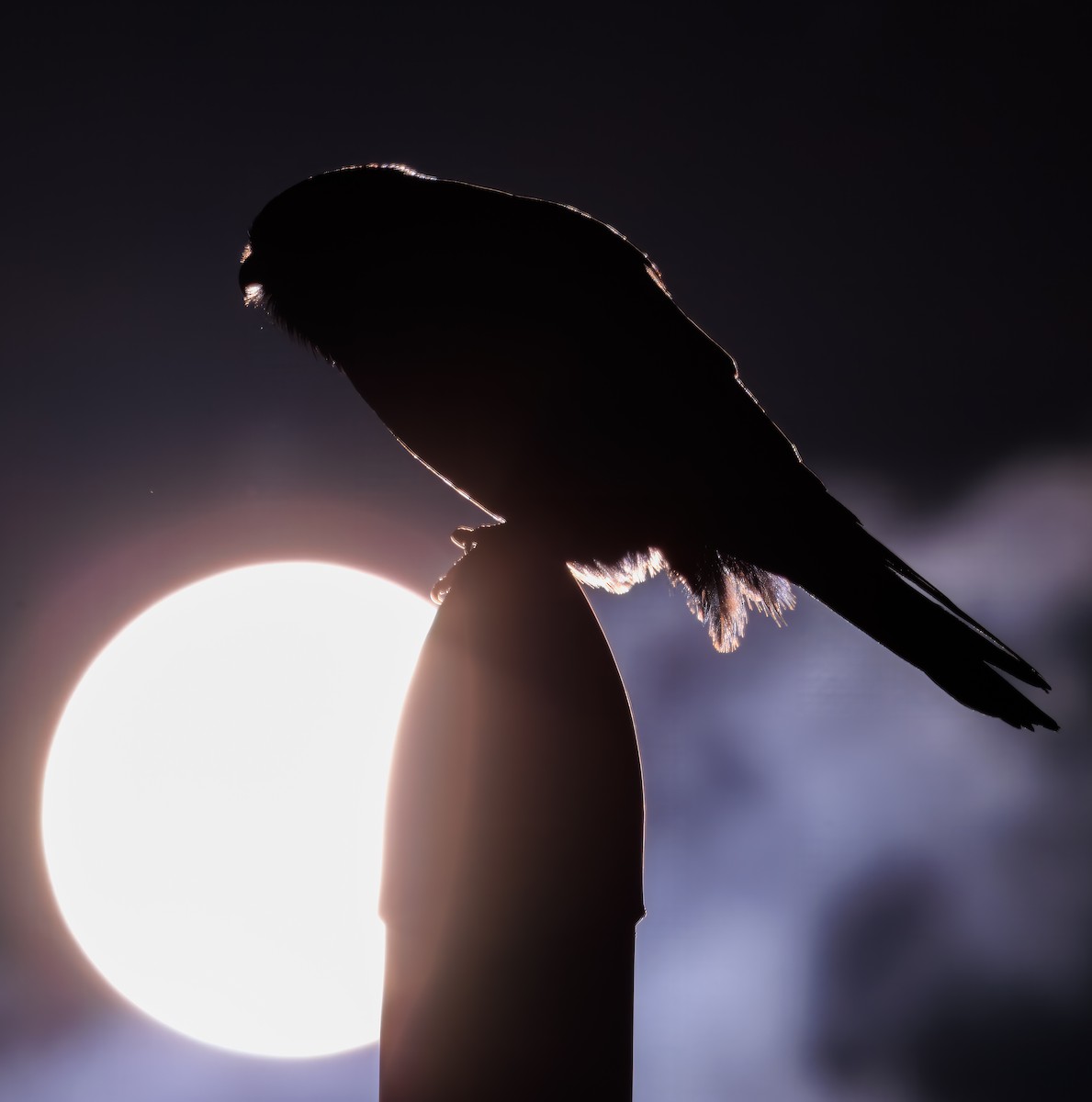 Nankeen Kestrel - ML638773759