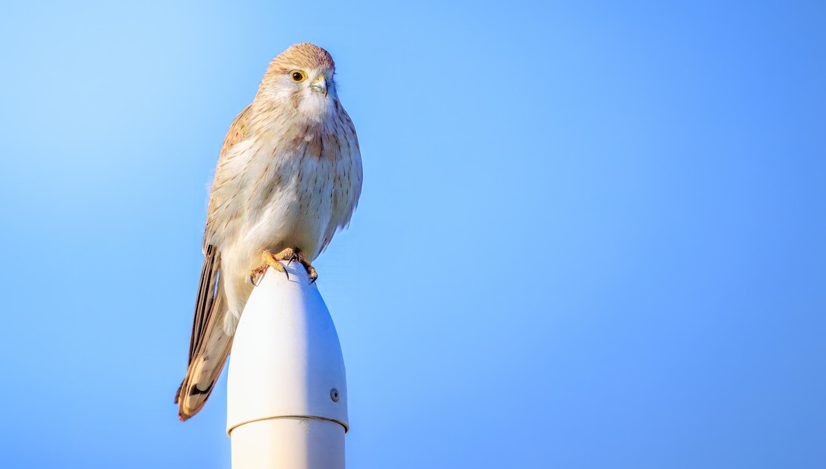 Nankeen Kestrel - ML638773761